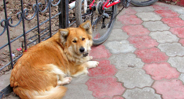 Бездомная собака. Фото Вячеслава Ященко для "Кавказского узла"