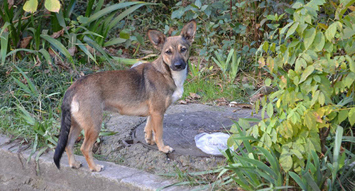 Бездомная собака. Фото Светланы Кравченко для "Кавказского узла"