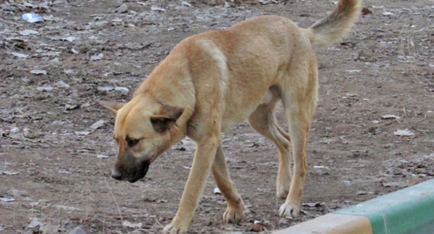 Бездомная собака. Фото Вячеслава Ященко для "Кавказского узла"