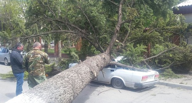 Упавшее во время сильного ветра дерево в Цхинвале. Фото © Sputnik / Руслан Тадтаев
 http://sputnik-ossetia.ru/South_Ossetia/20170424/4057450.html