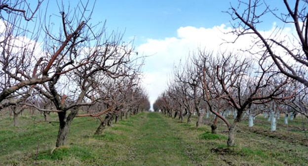 Фруктовый сад. Армения. Фото Армине Мартиросян для "Кавказского узла"