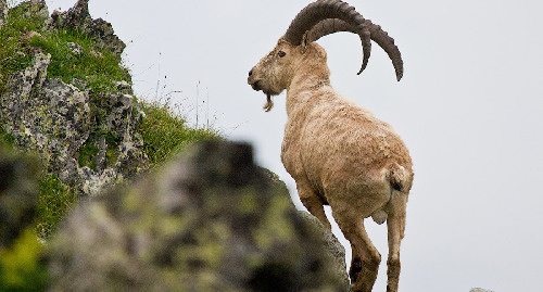 Тур. Фото: http://minprirod.ru/Default.aspx?tabid=2288&ArtMID=4424&ArticleID=2645