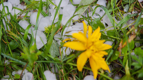 Град. Фото © Sputnik/ Игорь Подгорный
https://sputnik-georgia.ru/incidents/20170529/236135053/Grad-pobil-vinogradniki-v-Kaheti.html