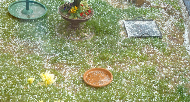 Град. Фото Mara 1 / Hailstones this afternoon. flicker.com