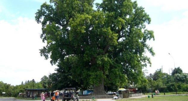 Тюльпановое дерево в поселке Головинка. Фото: группа "Хэкужь" в соцсети "ВКонтакте", https://vk.com/public133046796?z=photo-133046796_456242403%2Falbum-133046796_00%2Frev