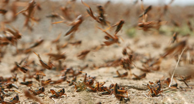 Саранча. Фото www.riadagestan.ru