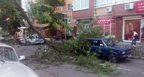 Старое дерево упало на припаркованный автомобиль в Северном микрорайоне Ростова-на-Дону. Фото http://bloknot-rostov.ru/news/v-tsentre-rostova-derevo-upalo-na-priparkovannyy-a-754383 Старое дерево упало на припаркованный автомобиль в Северном микрорайоне Ростова-на-Дону. Фото http://bloknot-rostov.ru/news/v-tsentre-rostova-derevo-upalo-na-priparkovannyy-a-754383