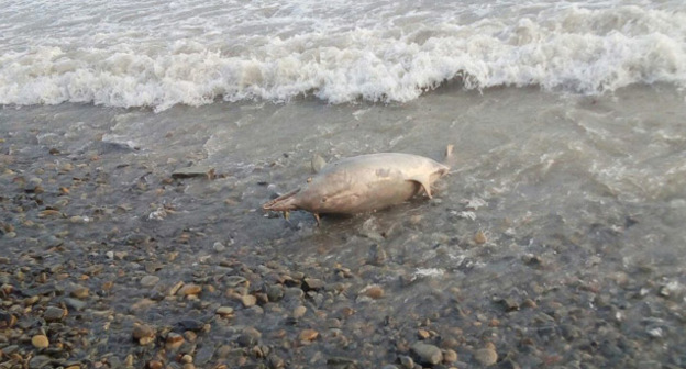 Мертвый дельфин на берегу моря. Фото из группы «Типичная Анапа» «ВКонтакте», vk.com/bestanapa