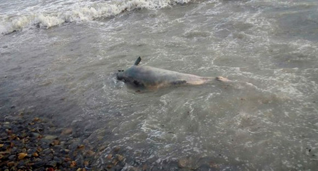 Мертвый дельфин на берегу моря. Фото из группы «Типичная Анапа» «ВКонтакте», vk.com/bestanapa