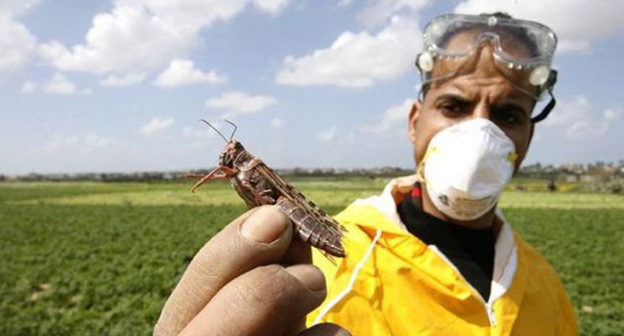 Саранча. Фото http://krasnodar-region.com/