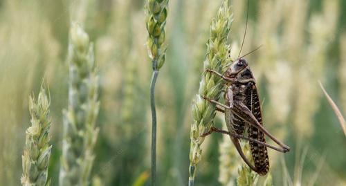Мароккская саранча Фото: Эдуард КОРНИЕНКО http://www.stapravda.ru/20180515/marokkskaya_sarancha_poyavilas_v_stavropolskom_krae_120516.html
