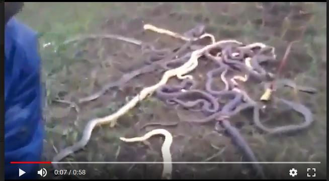 Змеи в Чечне. Скриншот с видео Змеи в Чечне. Скриншот с видео