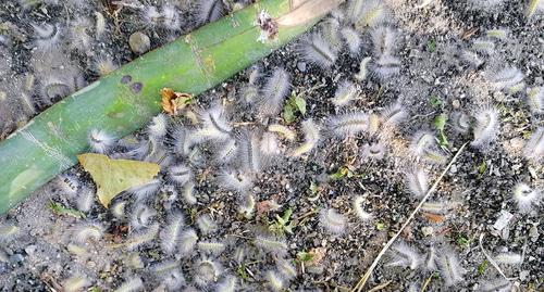 Под некоторыми деревьями в Сочи вся земля усеяна гусеницами. 11 августа 2018 год. Фото Светланы Кравченко для "Кавказского узла"