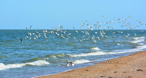 Остров Малый Жемчужный в Каспийском море. Фото: официальный сайт Минприроды России http://astrakhanzapoved.ru/ Остров Малый Жемчужный в Каспийском море. Фото: официальный сайт Минприроды России http://astrakhanzapoved.ru/