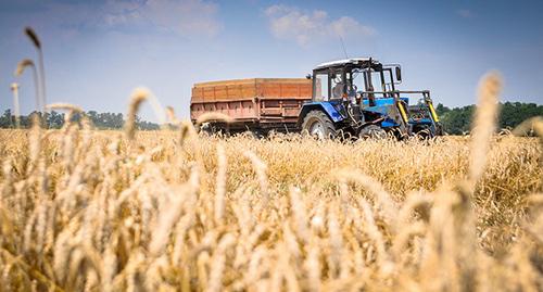 Уборка урожая. Фото: © Елена Синеок, ЮГА.ру