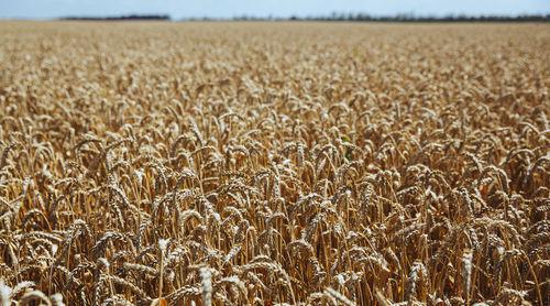 Урожай. Фото Амины Ибрагимовой, Юга.ру
