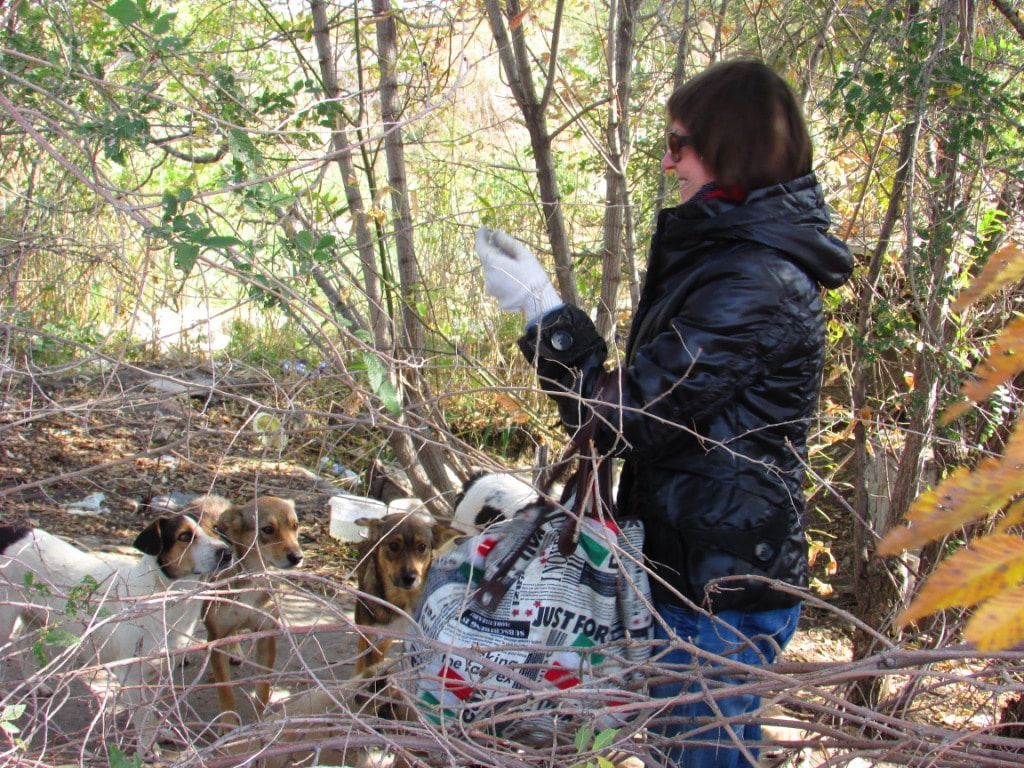 Пенсионерка подкармливает бродячих собак. Фото Вячеслава Ященко для "Кавказского узла"