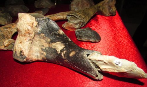 Составное орудие каменного века. Фото Вячеслава Ященко для "Кавказского узла".