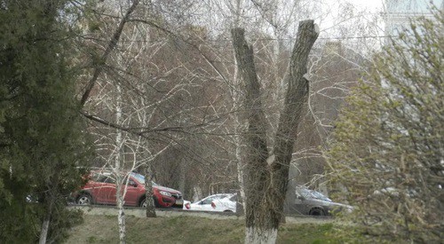 Дерево на площади Металлургов в Волгограде после обрубки. Фото Татьяны Филимоновой для "Кавказского узла"