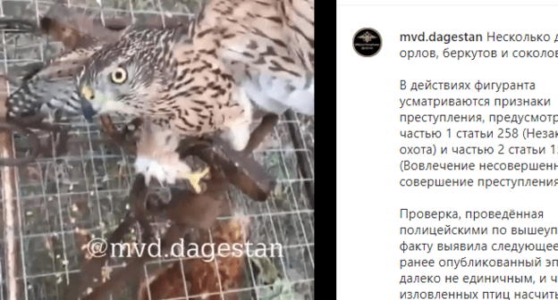 Сообщение об охоте дагестанского депутата птиц, https://www.instagram.com/p/CBNZ3CNJLlD/