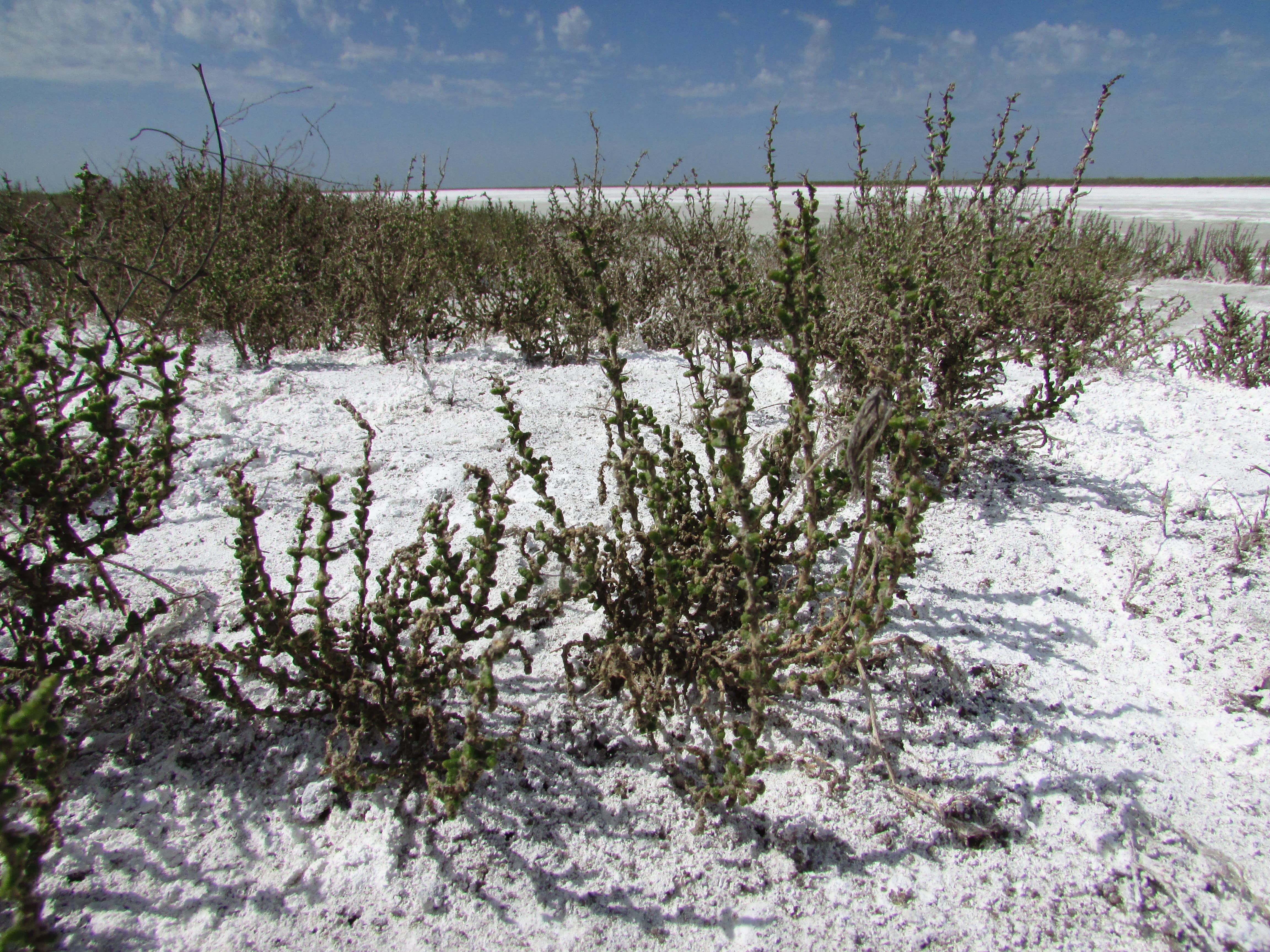 Солончаки природного парка "Эльтонский". Фото Вячеслава Ященко для "Кавказского узла"