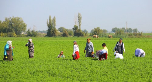 Жители Агдмамского района работают в поле. 16.10.2020 Фото Азиза Каримова для "Кавказского узла" Жители Агдмамского района работают в поле. 16.10.2020 Фото Азиза Каримова для "Кавказского узла"