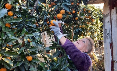 Сбор мандаринов в саду фермера в Очамчирском районе Абхазии. Фото Анны Грицевич для "Кавказского узла".
