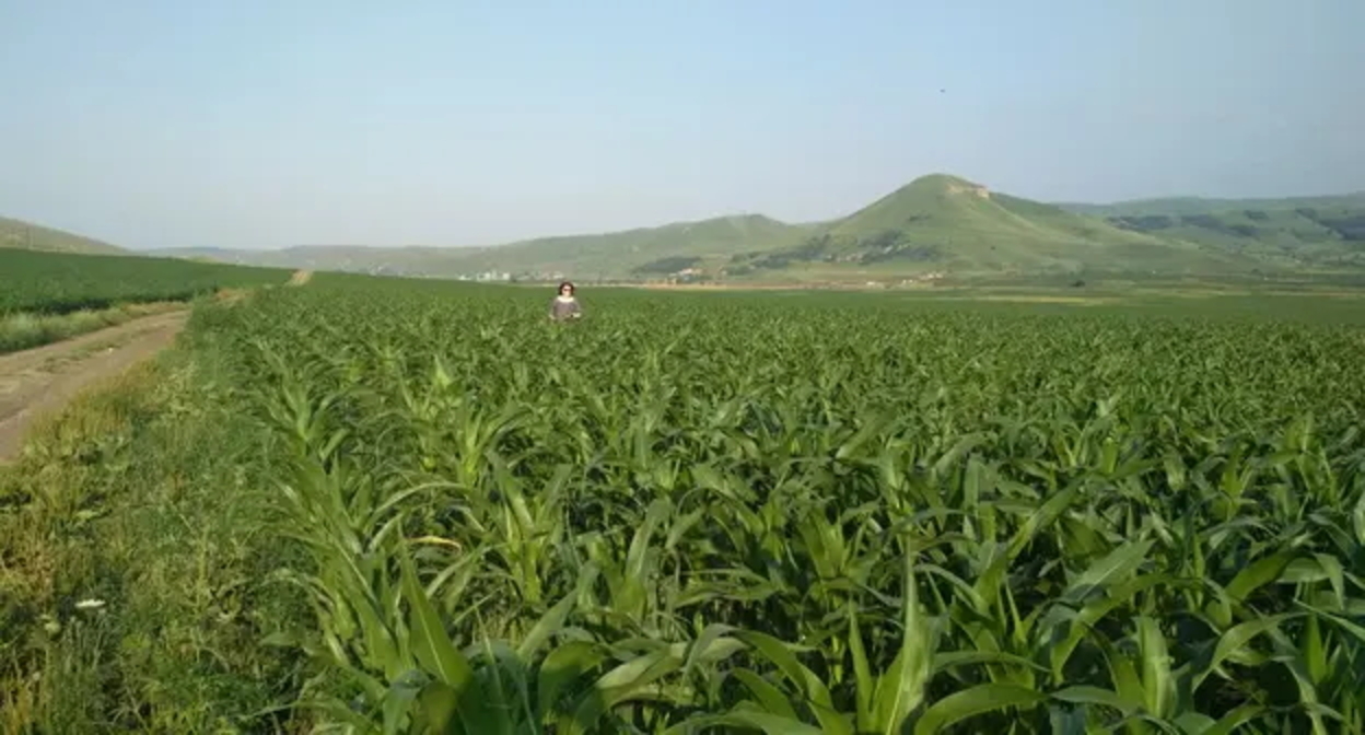 Кукурузное поле.
Фото Людмилы Маратовой для "Кавказского узла"