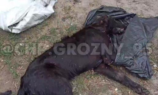 Мертвая собака. Стоп-кадр видео. https://www.instagram.com/reel/Cjfdsh1IH1-/?igshid=YmMyMTA2M2Y%3D