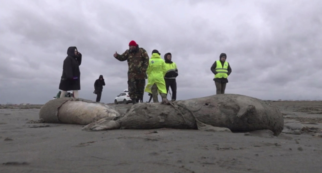 Инспекторы на месте гибели тюленей, стоп-кадр видео "Россия 24", smotrim.ru