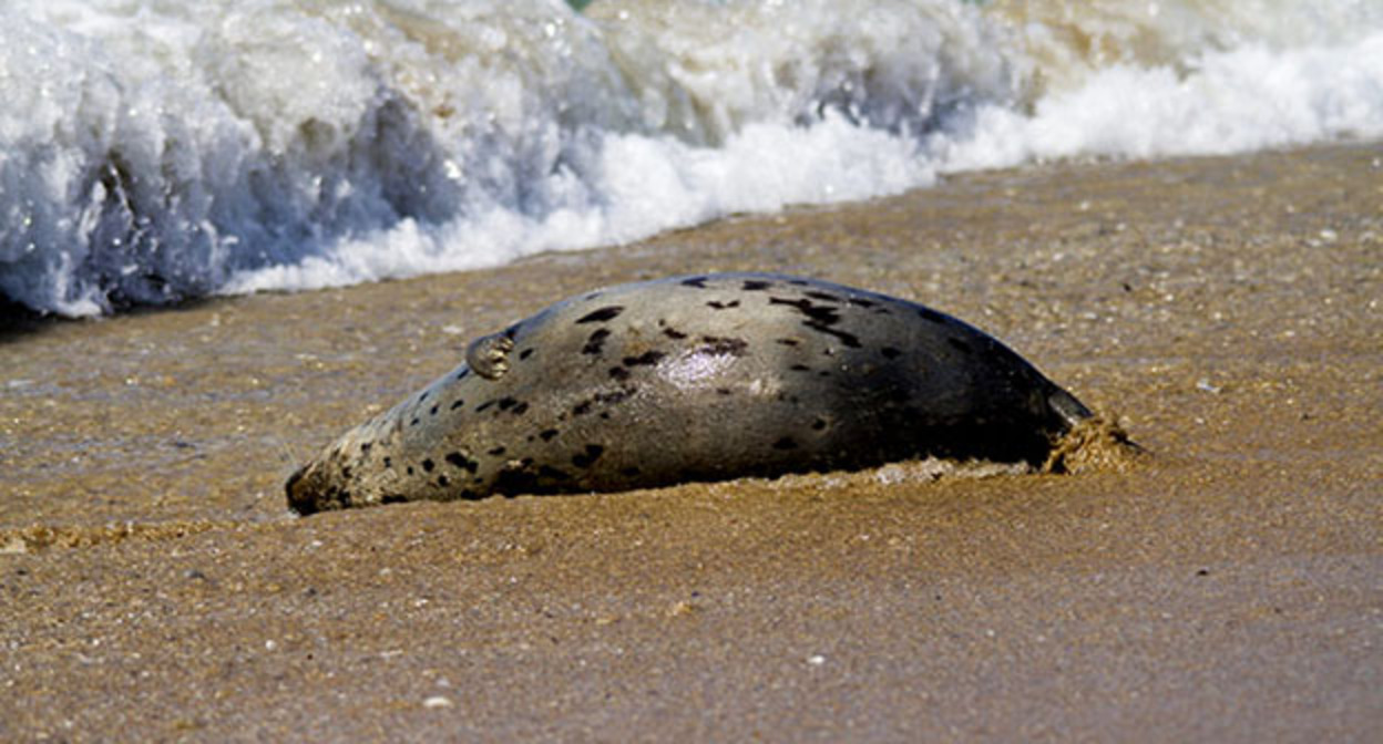 Мертвый тюлень на берегу моря. Фото: http://zkturr.ru/news/2022-05-19-2731