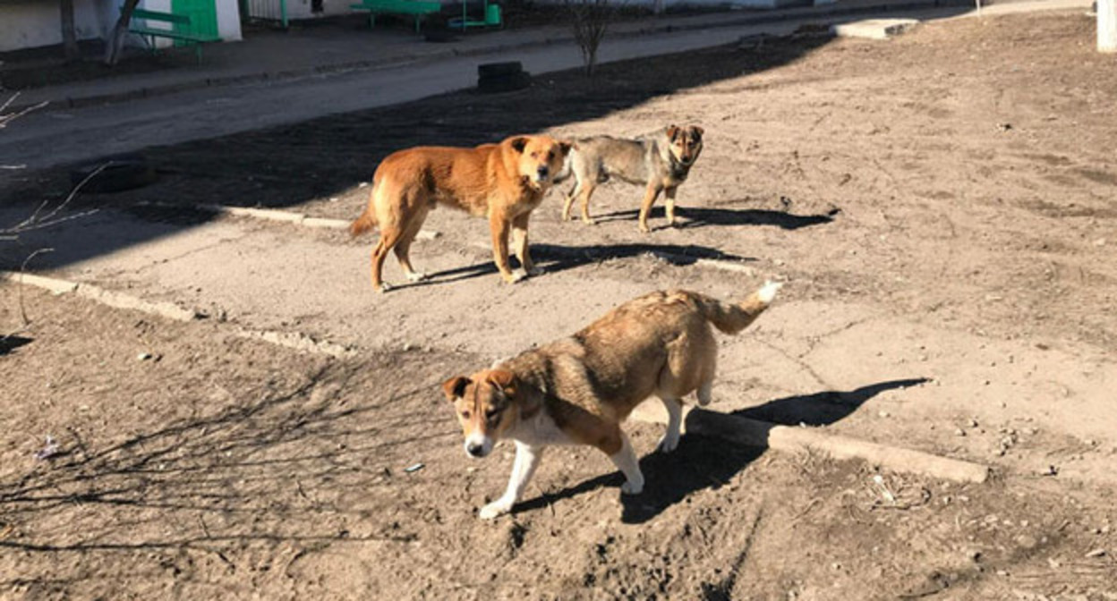 Бродячие собаки проект