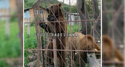Медведи в клетке в селе Зурилаудимахи. Стоп-кадр из видео https://www.instagram.com/p/CtH1jIGBYB9/