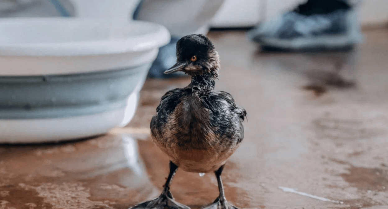 Пострадавшая от мазута птица. Скриншот фото из Telegram-канала Минприроды Краснодарского края от 31.03.25, https://t.me/mpr_kk/2552