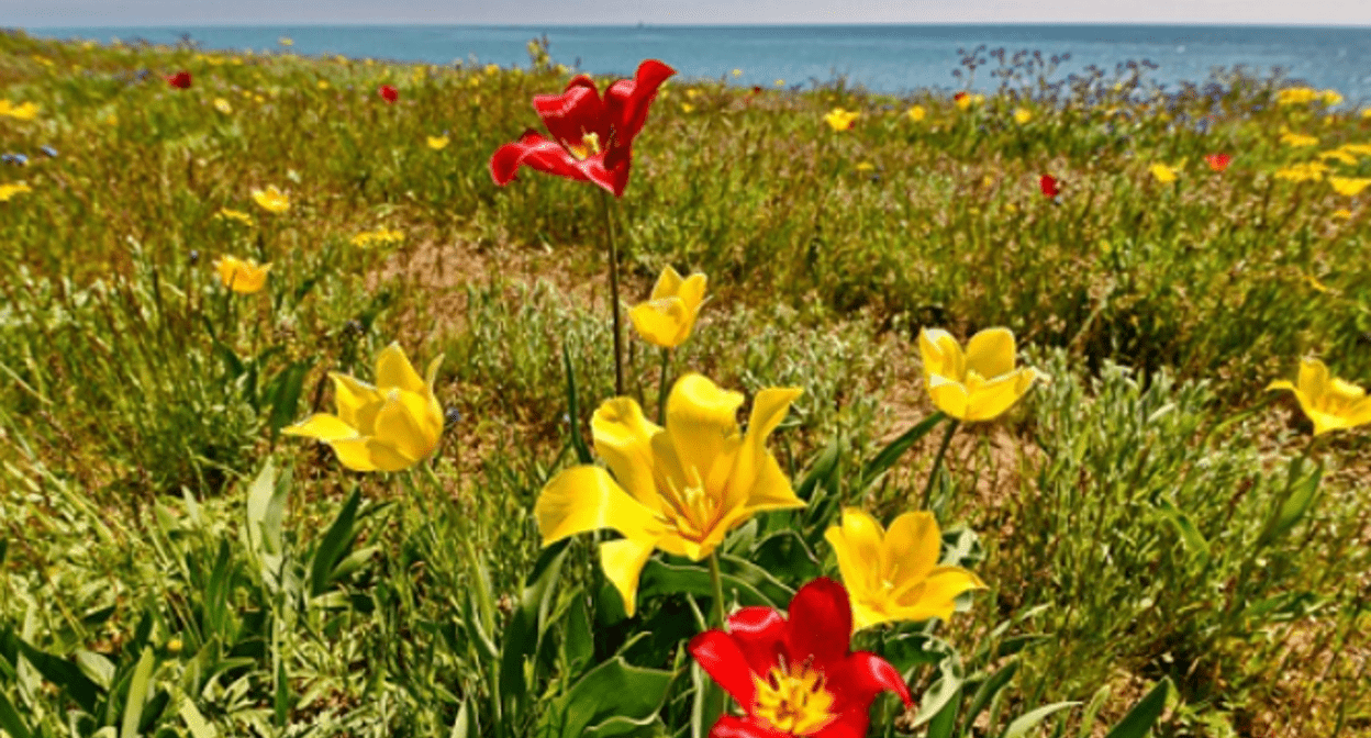 Тюльпаны Шренка. Скриншот фото https://ecoportal.info/tyulpan-shrenka/?ysclid=m8veowu4z5598117540.