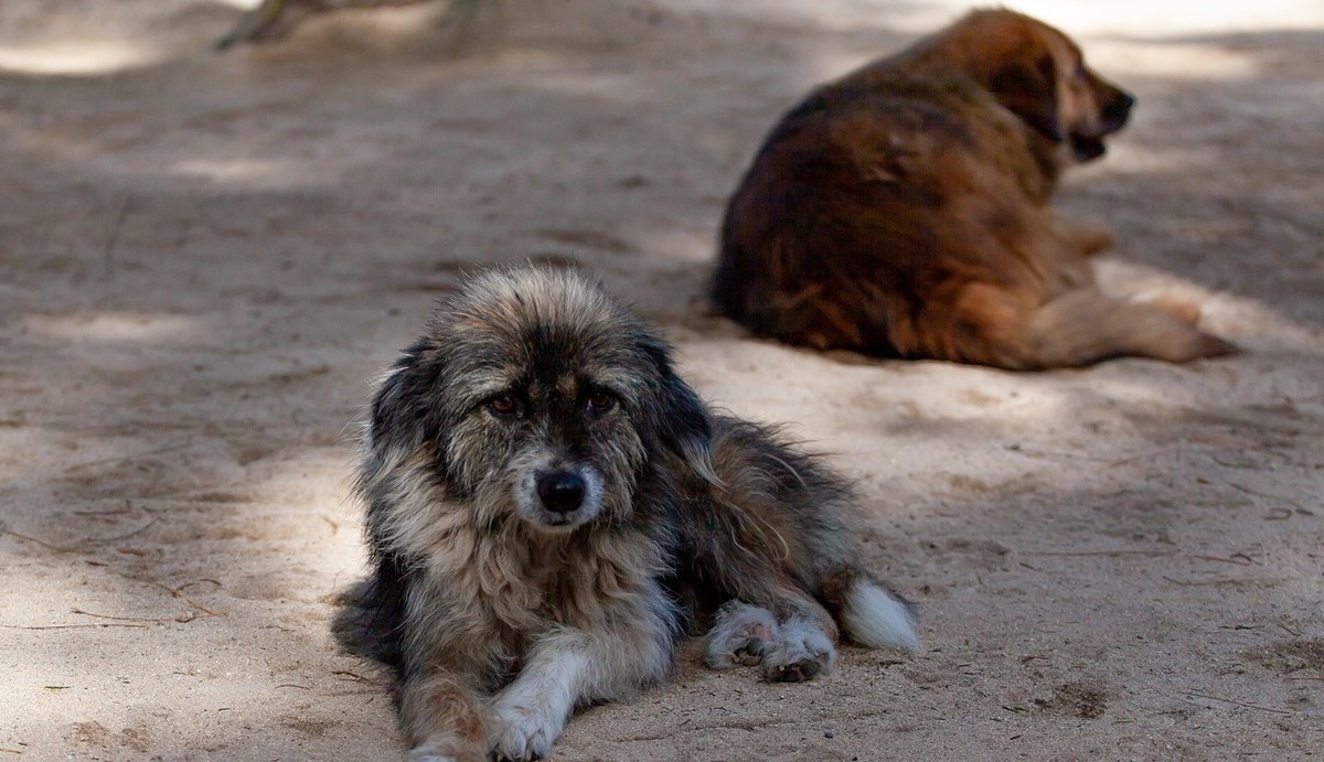 Уличные собаки. Фото: pixabay.com