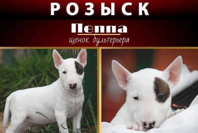 Объявление о пропаже щенка по кличке Пеппа. Скриншот фото "Фонтанка" от 17.09.25, https://www.fontanka.ru/2025/09/17/76033179/