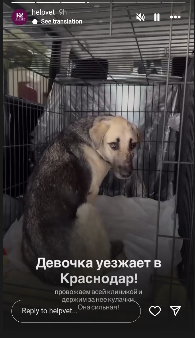 Скриншот истории Helpvet / Instagram*