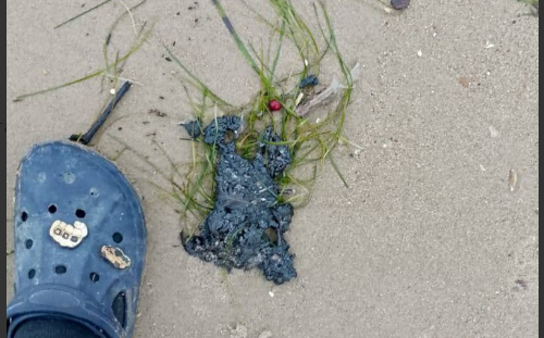 Новые выбросы мазута обнаружили волонтеры. Скриншот фото штаба "Дельфины" от 21.11.25, https://t.me/shtab_delfin/1514.