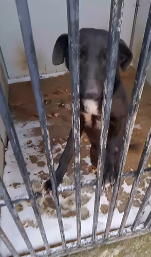 Кадр видео приюта Дербента. Фото: derbent.ecolife / Instagram