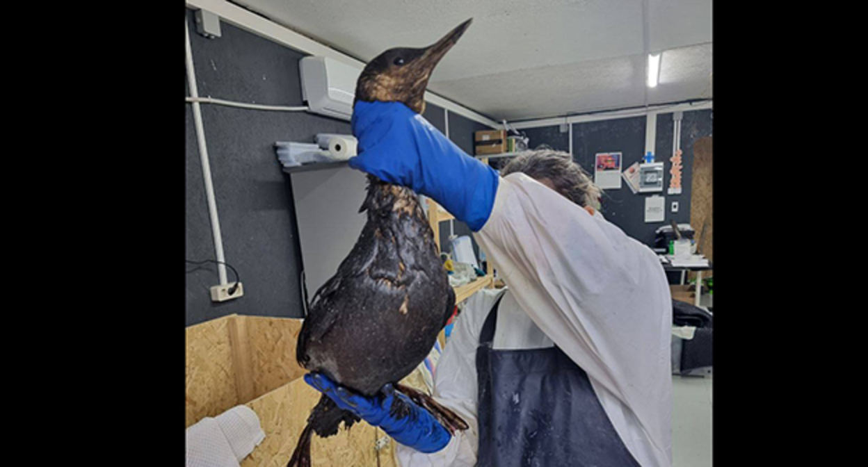 Птица в мазуте. 16 января 2026 г. Скриншот видео https://t.me/zhemchujnaya9/1401