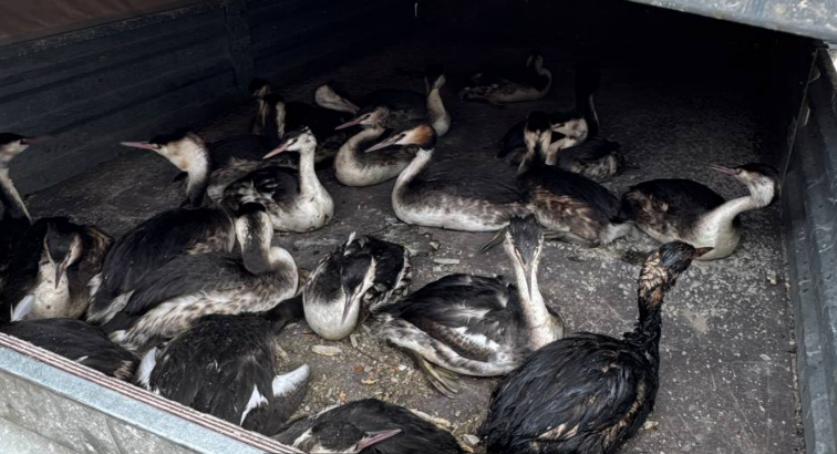 Птицы в мазуте. Скриншот фото из Telegram-канала реабилитационного центра от 21.02.26, https://t.me/zhemchujnaya9/1535?single