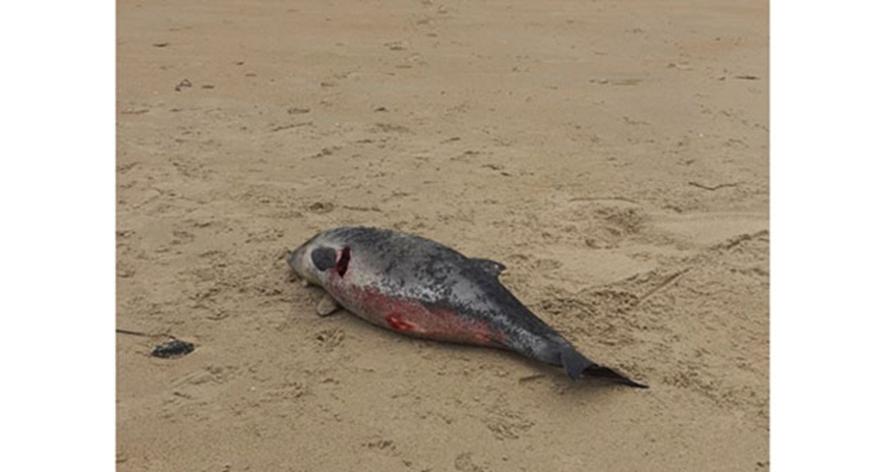 Мертвая рыба на пляже. 10 марта 2026 г. Фото: https://t.me/maksanapskii/17098