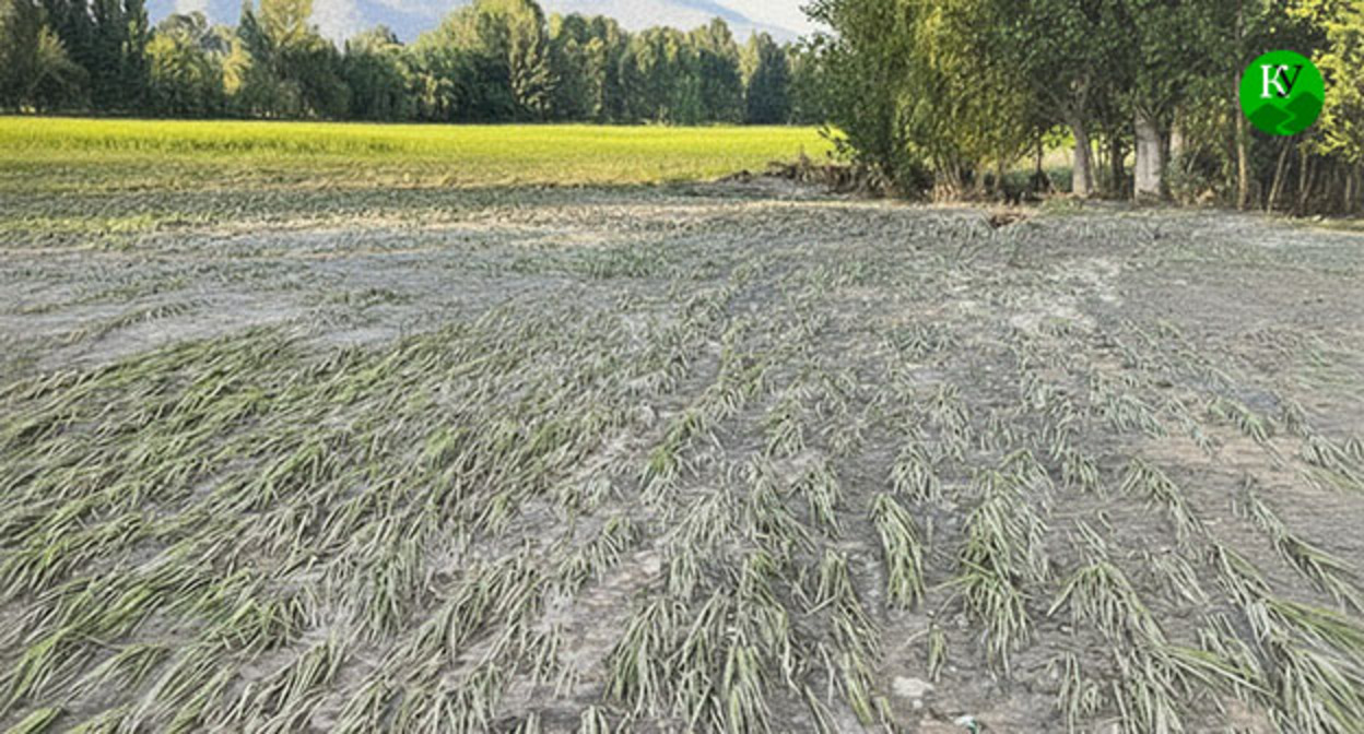 Посевы риса после наводнения. Иллюстрация создана "Кавказским узлом" при помощи ИИ в программе Copilot