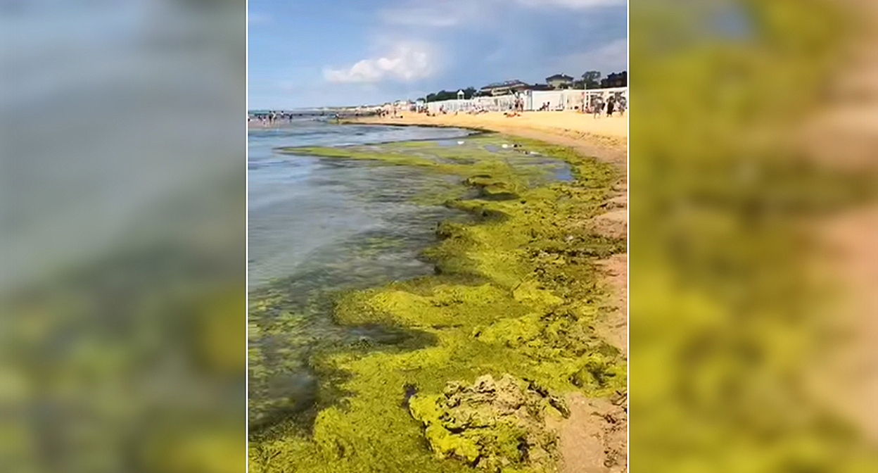 Водоросли на одном из пляжей Анапы. Кадр из видео https://t.me/tipichkras/80252 Водоросли на одном из пляжей Анапы. Кадр из видео https://t.me/tipichkras/80252
