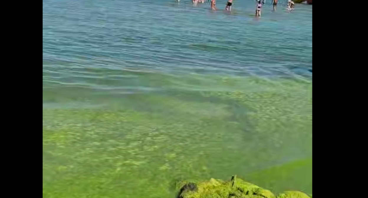 Водоросли на Центральном пляже Анапы. Стоп-кадр видео Юрия Озаровского от 02.07.26,, https://t.me/MoreOz/127919