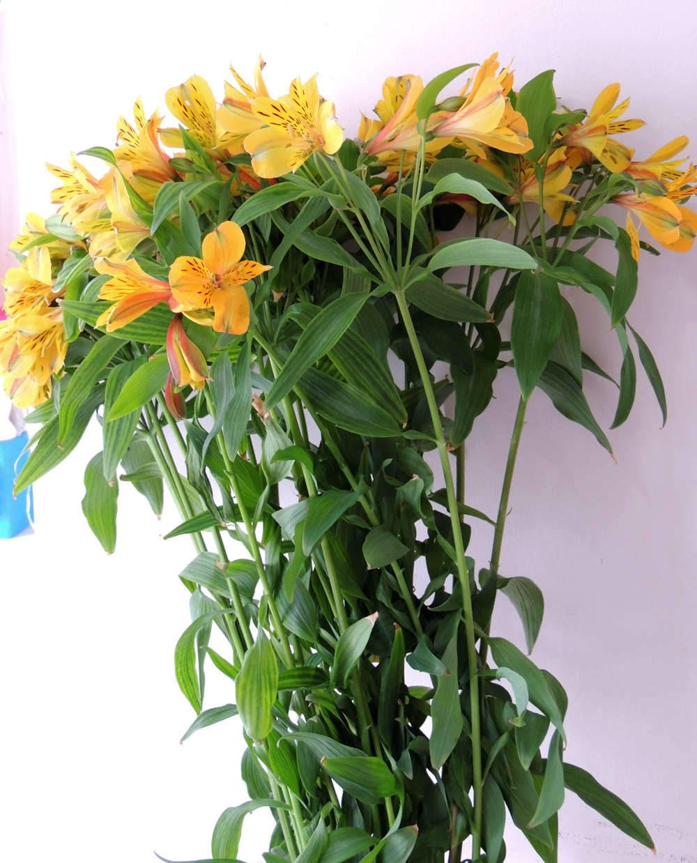 Букет альстремерии . Букет альстремерии .