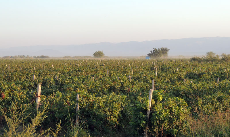 Араратская долина. Виноградники.
