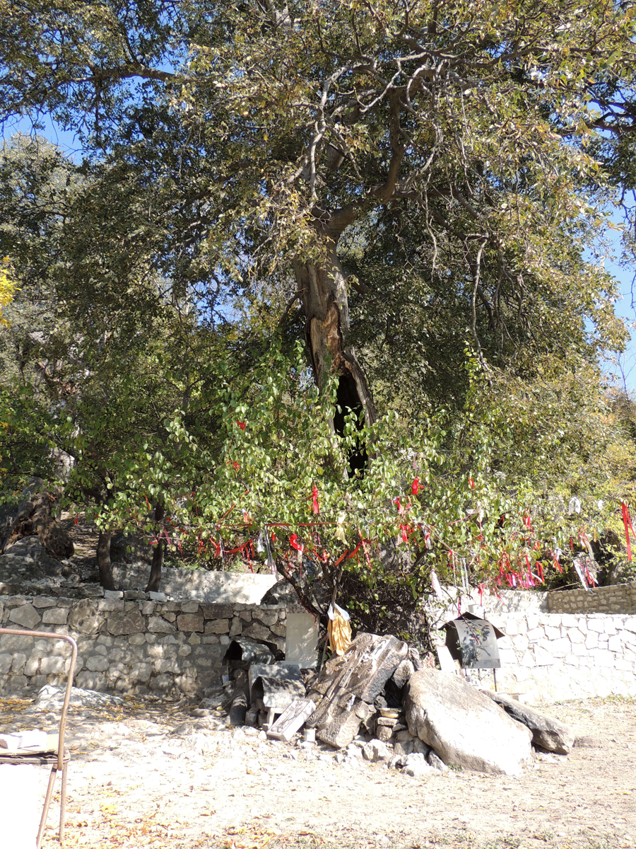 Дерево, около которого совершают жертвоприношение. На ветках яркие, разноцветные ленточки... Дерево, около которого совершают жертвоприношение. На ветках яркие, разноцветные ленточки...