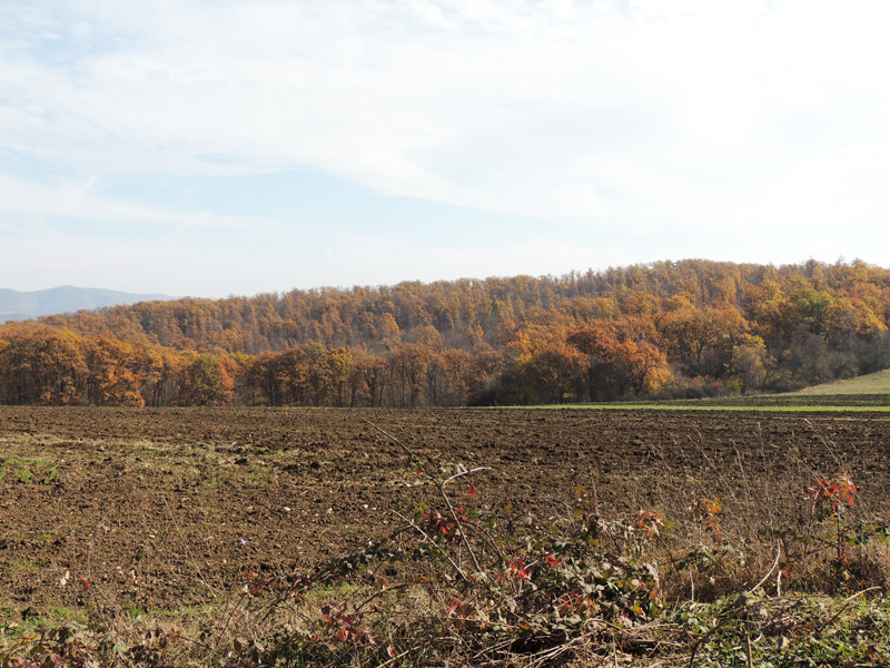 С лервой стороны нас сопровождали поля... С лервой стороны нас сопровождали поля...